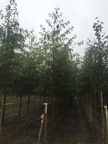 Alnus spaethii mit Sommerbelaubung, erhältlich von 270-330 bis 450-650 cm ;;ab 221,00 Euro