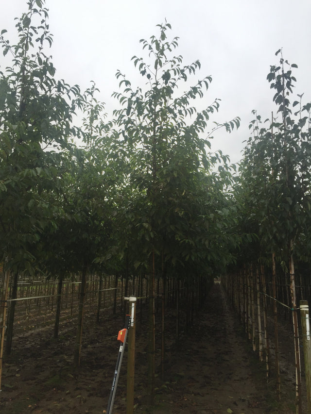 Alnus spaethii mit Sommerbelaubung, erhältlich von 270-330 bis 450-650 cm ;;ab 221,00 Euro