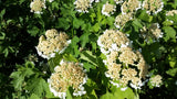 Viburnum opulus VkG 1 mit Blüte, erhältlich von 40-70 bis 200-250 cm; Einsatz: ;;ab 3,00 Euro