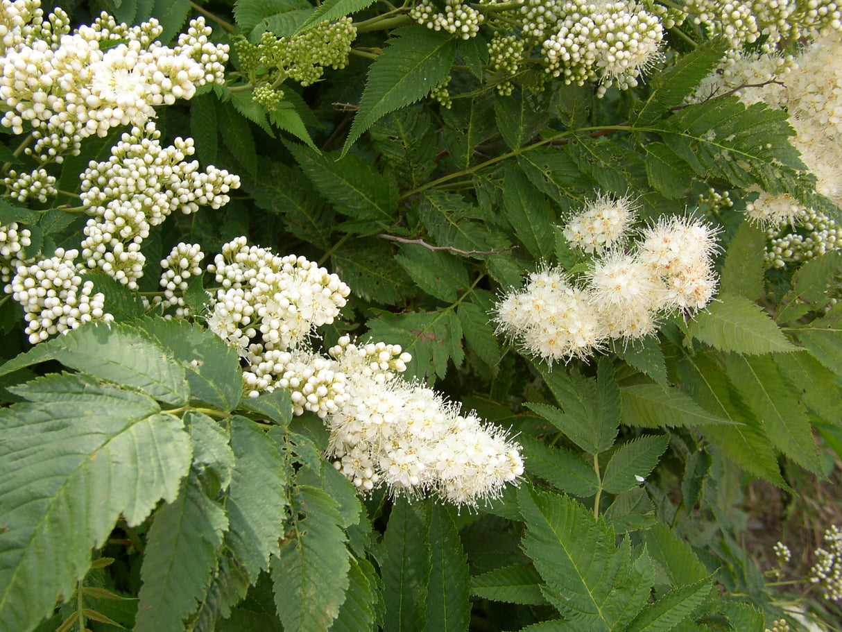 Sorbaria sorbifolia mit Blüte, erhältlich von 100-125 bis 150-200 cm; Einsatz: ;;ab 35,60 Euro