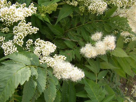 Sorbaria sorbifolia mit Blüte, erhältlich von 100-125 bis 150-200 cm; Einsatz: ;;ab 35,60 Euro
