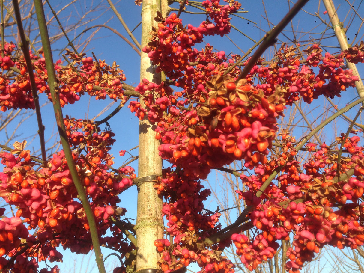 Euonymus europaeus 'Red Cascade' mit Früchten, erhältlich von 40-60 bis 60-100 cm; Einsatz: ;;ab 21,00 Euro
