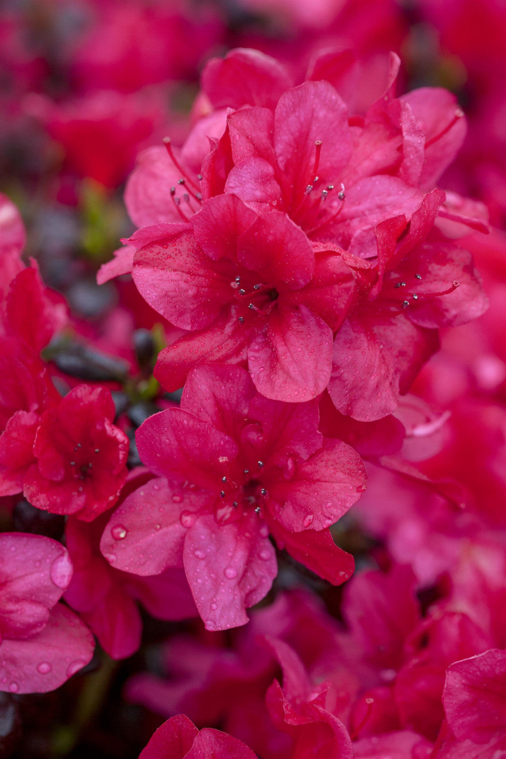 Rhododendron obt. 'Diamant Rot' mit Blüte, erhältlich von 20-25 bis 40-50 cm; Einsatz: ;;ab 15,90 Euro