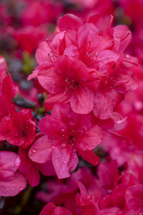 Rhododendron obt. 'Diamant Rot' mit Blüte, erhältlich von 20-25 bis 40-50 cm; Einsatz: ;;ab 15,90 Euro