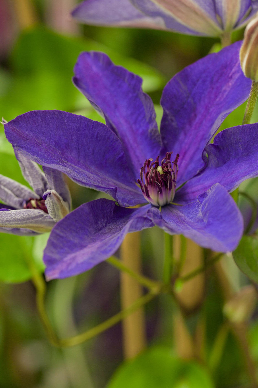 Clematis 'The President' mit Blüte, erhältlich von 100-150 bis 150-200 cm; Einsatz: ;;ab 37,40 Euro