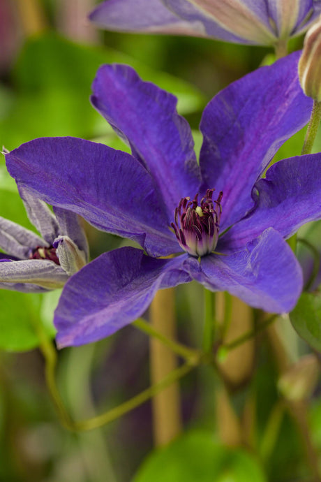 Clematis 'The President' mit Blüte, erhältlich von 100-150 bis 150-200 cm; Einsatz: ;;ab 37,40 Euro