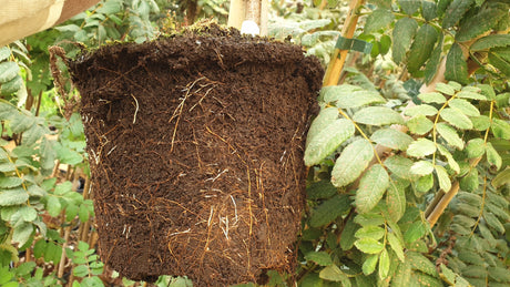 Speerling; hier im Topf; anspruchslos; Einsatzmöglichkeit z.B. : Heckenpflanze;;Pflanzen vom Profi