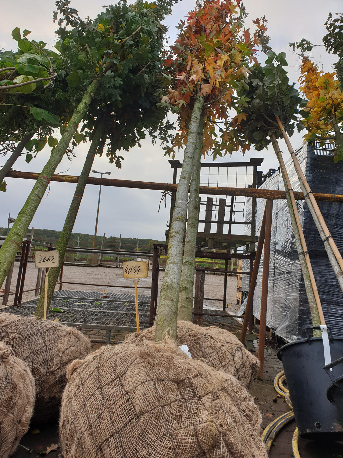 Synonym (alte Bezeichnung): Liquidambar maximowiczii; vorbereitet für Versand; bienenfreundlich; Einsatzmöglichkeit z.B. : Bienenweide;;ab 101,50 Euro