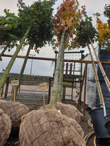 Synonym (alte Bezeichnung): Liquidambar maximowiczii; vorbereitet für Versand; bienenfreundlich; Einsatzmöglichkeit z.B. : Bienenweide;;ab 101,50 Euro