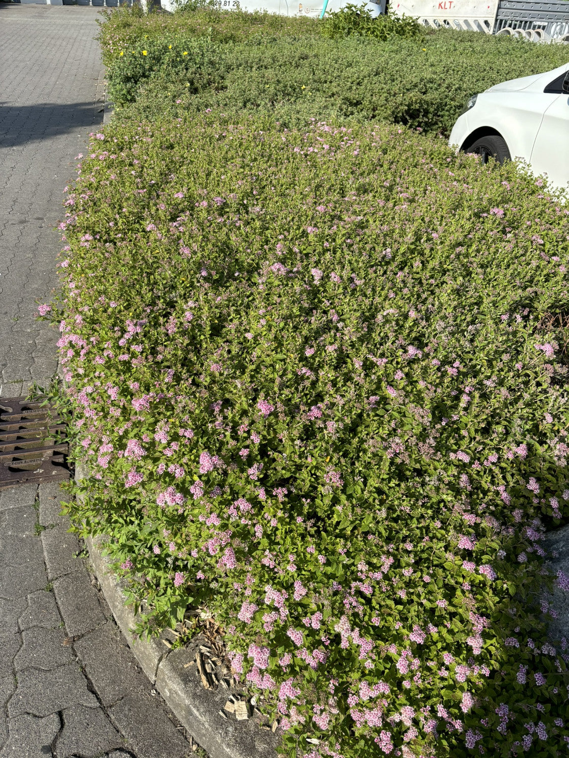 rosa zwergspiere 'little princess' mit Blüte, erhältlich als: ; Einsatz: Beetkompakte Größe;;günstig mit Qualität