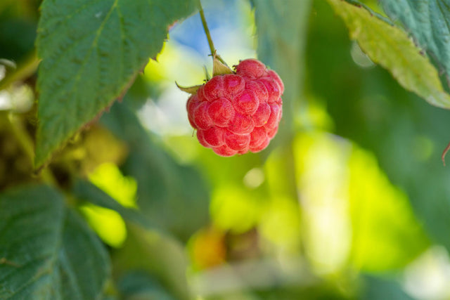 Rubus id. 'Ambition' mit Früchten; Einsatz: , ;;ab 12,75 Euro