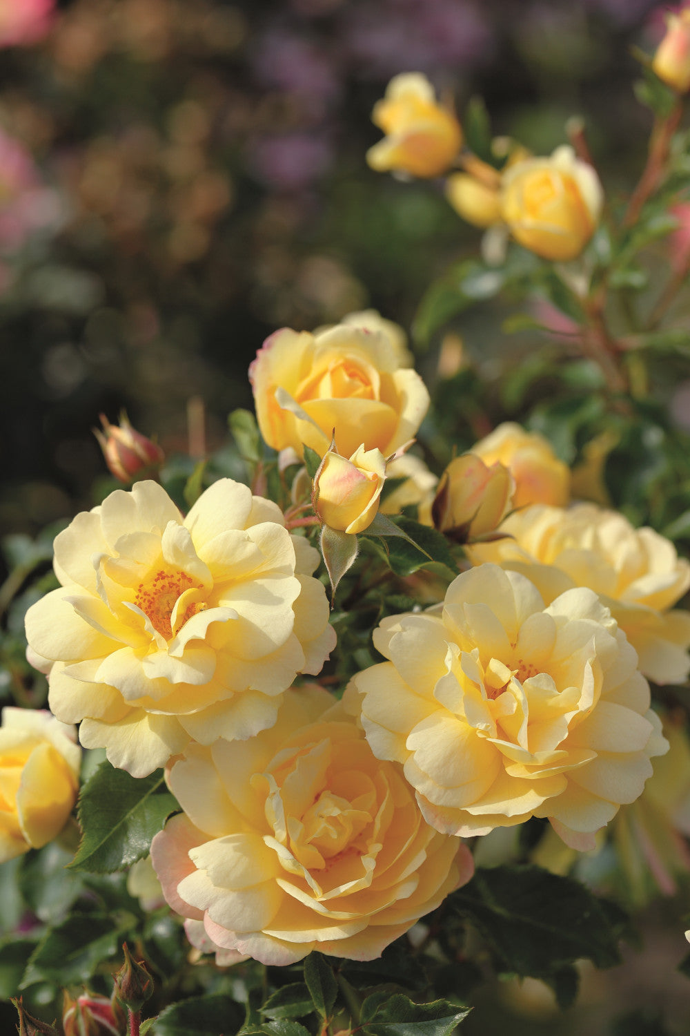Rosa 'Candela' STR mit Blüte; Einsatz: ;;ab 8,10 Euro
