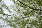 Prunus mahaleb mit Blüte, erhältlich von 50-80 bis 450-650 cm; Einsatz: ;;ab 1,95 Euro