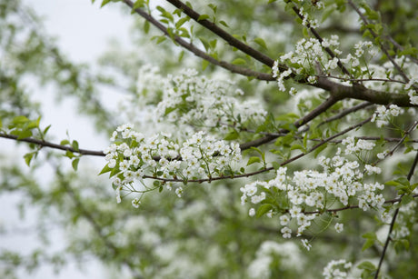 Prunus mahaleb mit Blüte, erhältlich von 50-80 bis 450-650 cm; Einsatz: ;;ab 1,95 Euro