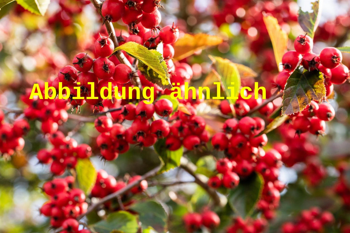 Crataegus persimilis 'Splendens' (Pflaumenblättriger Weißdorn 'Splendens')