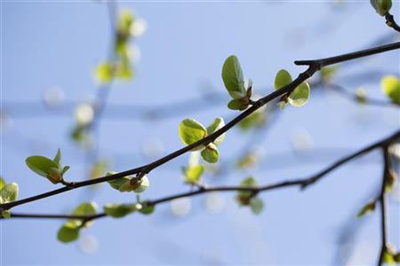 Italienische Erle mit Blüte, verfügbar in 22 Größen und Varianten; Einsatz: Parkbäumestarkwüchsig;;hier kaufen