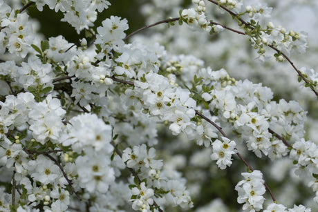 Kleine Prunkspiere 'The Bride' mit Blüte, verfügbar in 3 Größen und Varianten; Einsatz: Solitärgehölzreichblühend;;hier kaufen