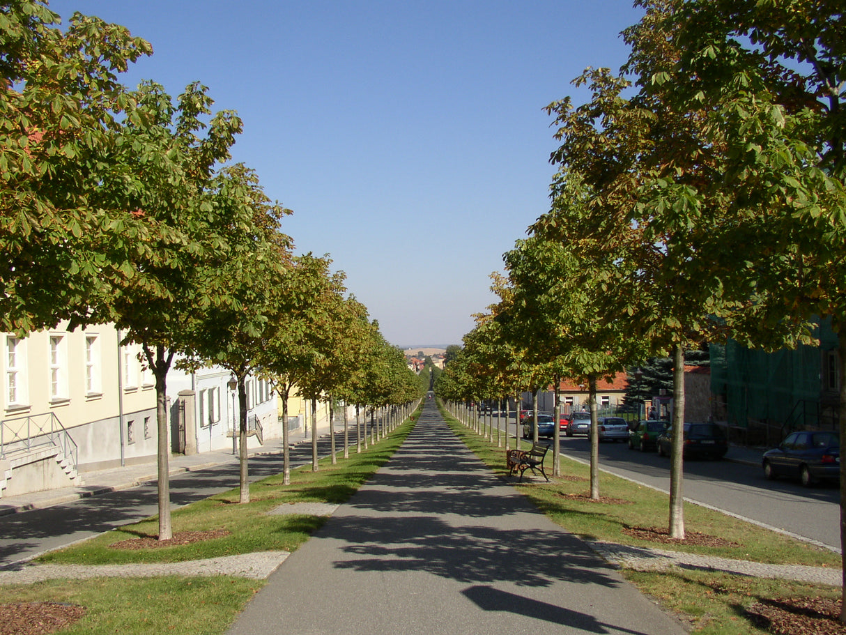 Rosskastanie als Pflanze im Beet, verfügbar in 19 Größen und Varianten; Einsatz: Parkstarkduftend;;hier kaufen
