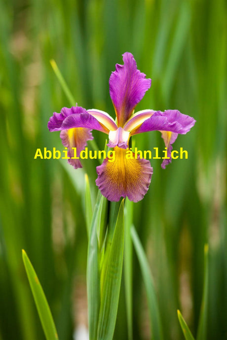 Genaues Foto für Iris spuria folgt; dieses ähnliche Bild dienst der Illustration von Steppen-Schwertlilie