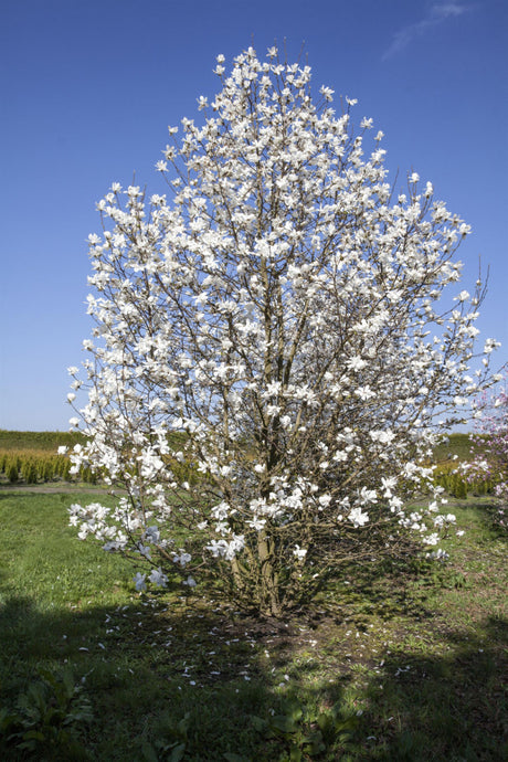 Magnolia 'Merrill'; als Pflanze im Beet; pflegeleicht; Einsatzmöglichkeit z.B. : Gartenbaum;;günstig mit Qualität