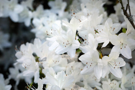Rhododendron obt. 'Schneeglanz' mit Blüte, erhältlich von 25-30 bis 40-50 cm; Einsatz: ;;ab 19,80 Euro