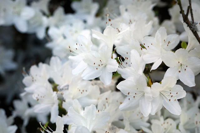 Rhododendron obt. 'Schneeglanz' mit Blüte, erhältlich von 25-30 bis 40-50 cm; Einsatz: ;;ab 19,80 Euro