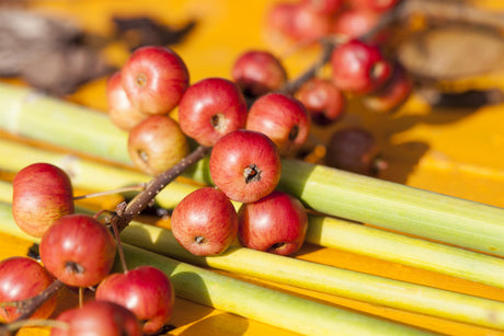 Malus 'Nicoline' mit Früchten, erhältlich von 60-100 bis 450-650 cm; Einsatz: ;;ab 16,60 Euro