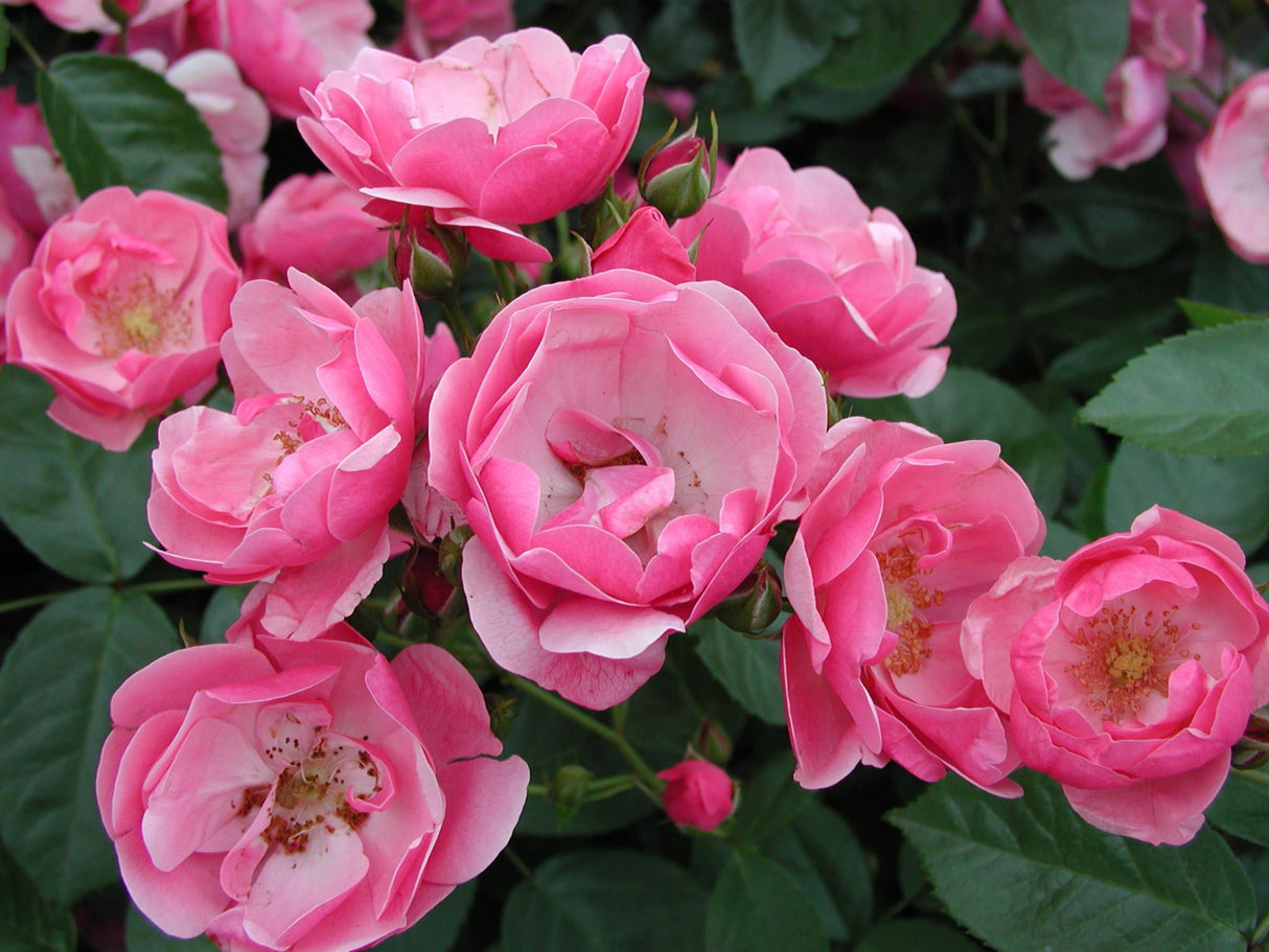 Rosa 'Angela' STR mit Blüte; Einsatz: ;;ab 8,10 Euro