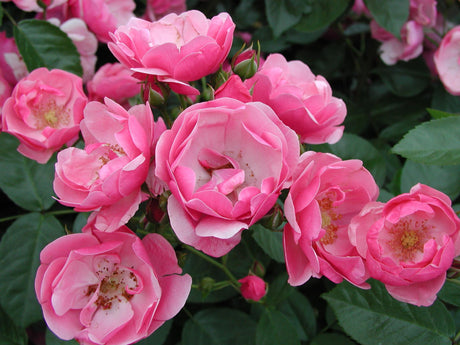 Rosa 'Angela' STR mit Blüte; Einsatz: ;;ab 8,10 Euro