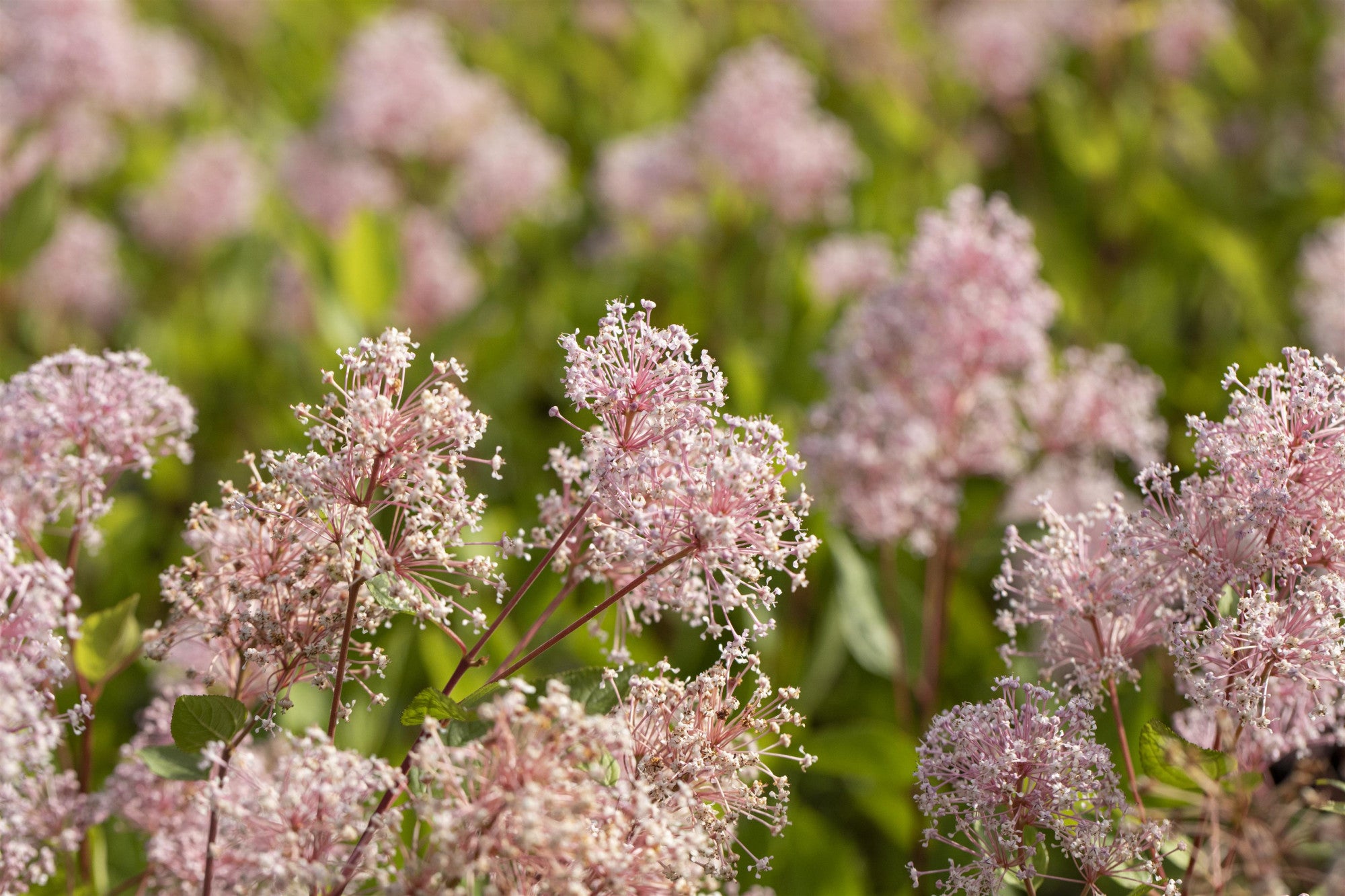 Ceanothus pallidus 'Marie Simon' (Säckelblume 'Marie Simon')