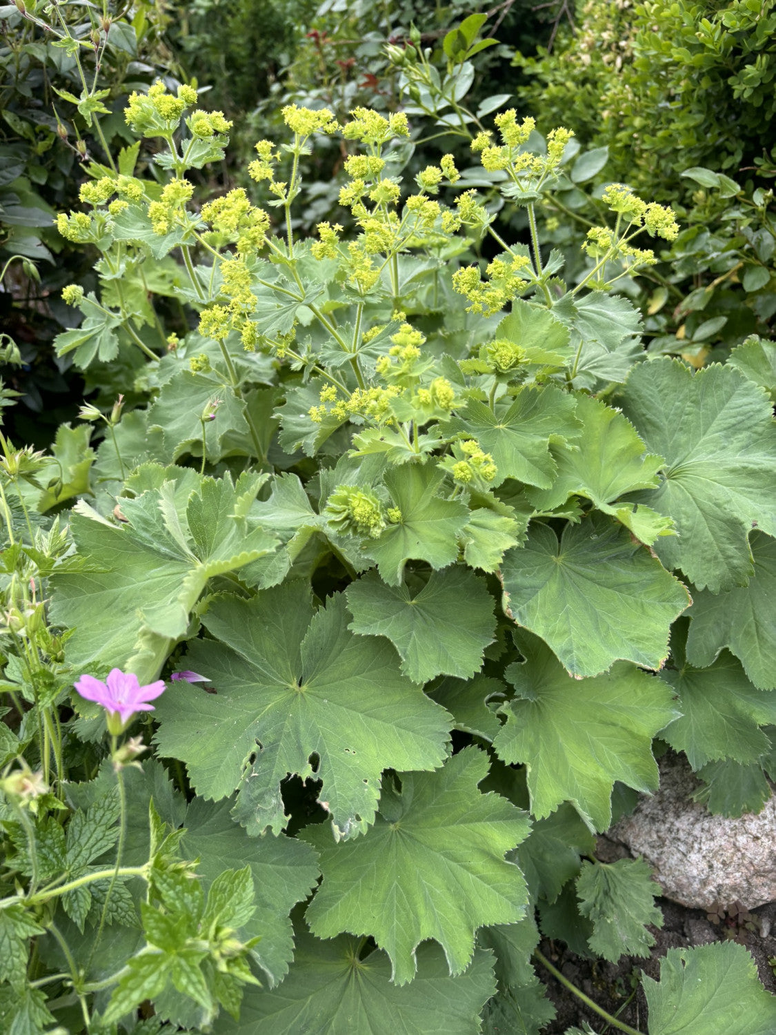 Alchemilla mollis als Pflanze im Beet; Einsatz: ;;ab 2,68 Euro