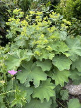 Alchemilla mollis als Pflanze im Beet; Einsatz: ;;ab 2,68 Euro