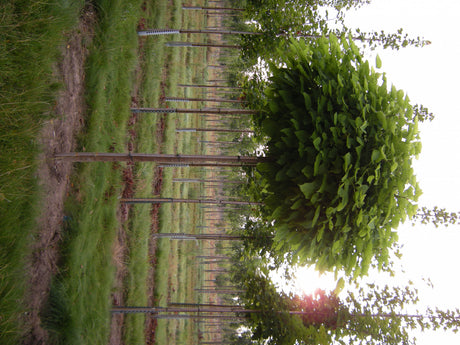 Synonym (alte Bezeichnung): Catalpa bignonioides 'Globosa'; robust; erhältlich mit Stammumfang von 12-14 bis 20-25 cm;;günstig mit Qualität
