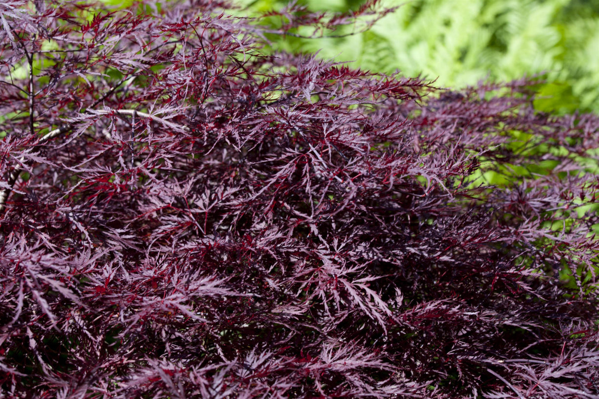 Acer palmatum 'Dissectum Nigrum' mit Sommerbelaubung, erhältlich von 40-50 bis 60-70 cm; Einsatz: , ;;ab 43,25 Euro