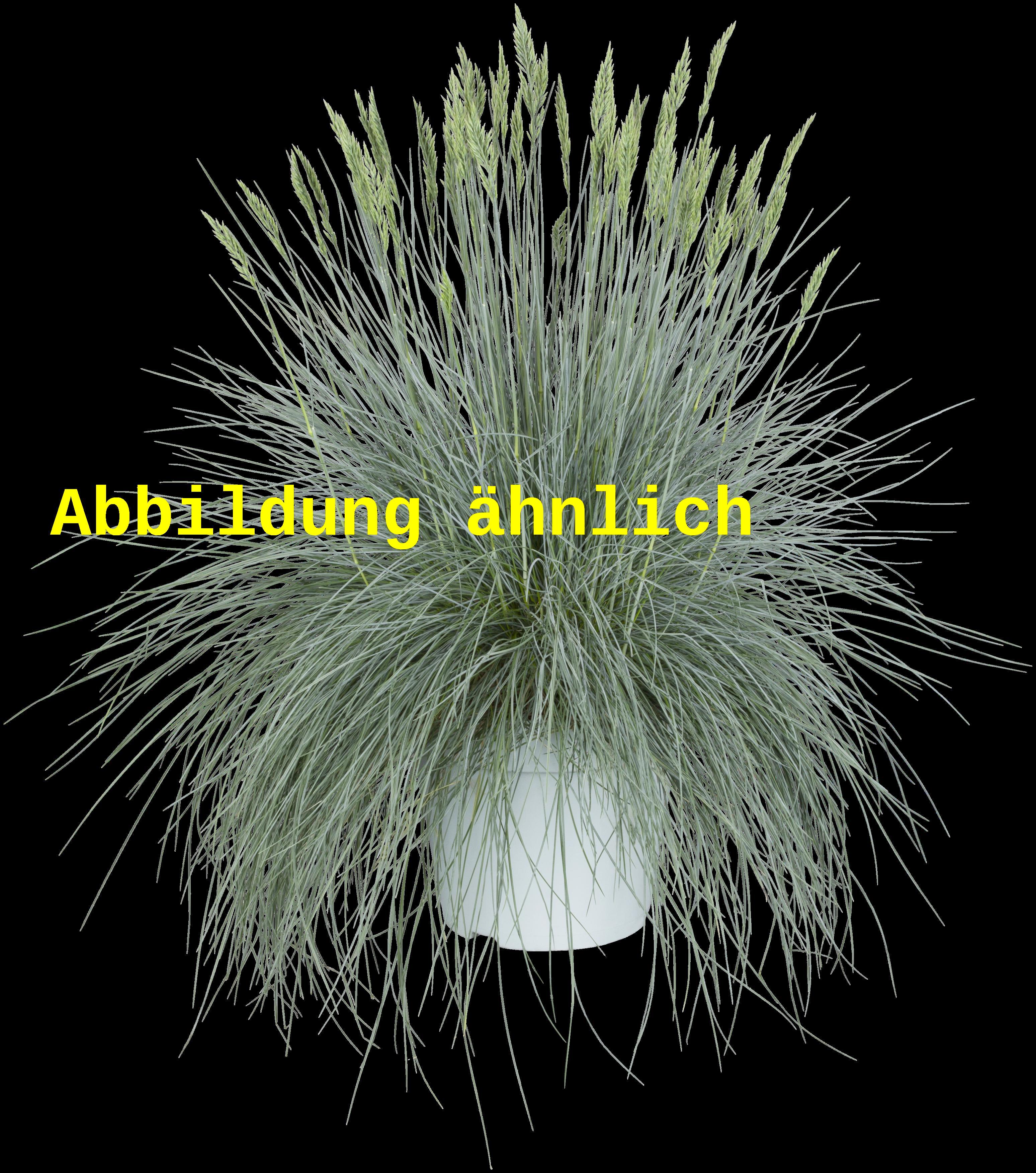 Festuca glauca 'Elijah Blue' (Synonym)
