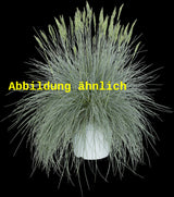 Genaues Foto für Festuca glauca 'Elijah Blue' folgt; dieses ähnliche Bild dient der Illustration von Synonym