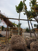 Gemeine Hainbuche; vorbereitet für Versand; anspruchslos; Einsatzmöglichkeit z.B. : als Sichtschutz; erhältlich mit Stammumfang von 12-14 bis 20-25 cm;;günstig mit Qualität