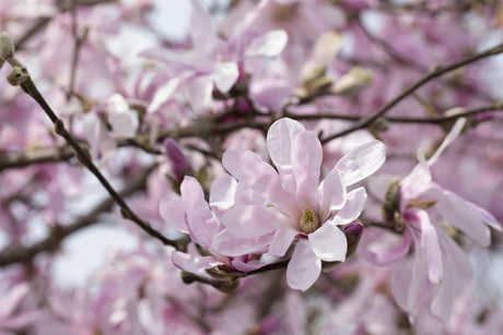 Magnolia loebneri mit Blüte, erhältlich von 40-60 bis 175-200 cm; Einsatz: ;;ab 42,80 Euro