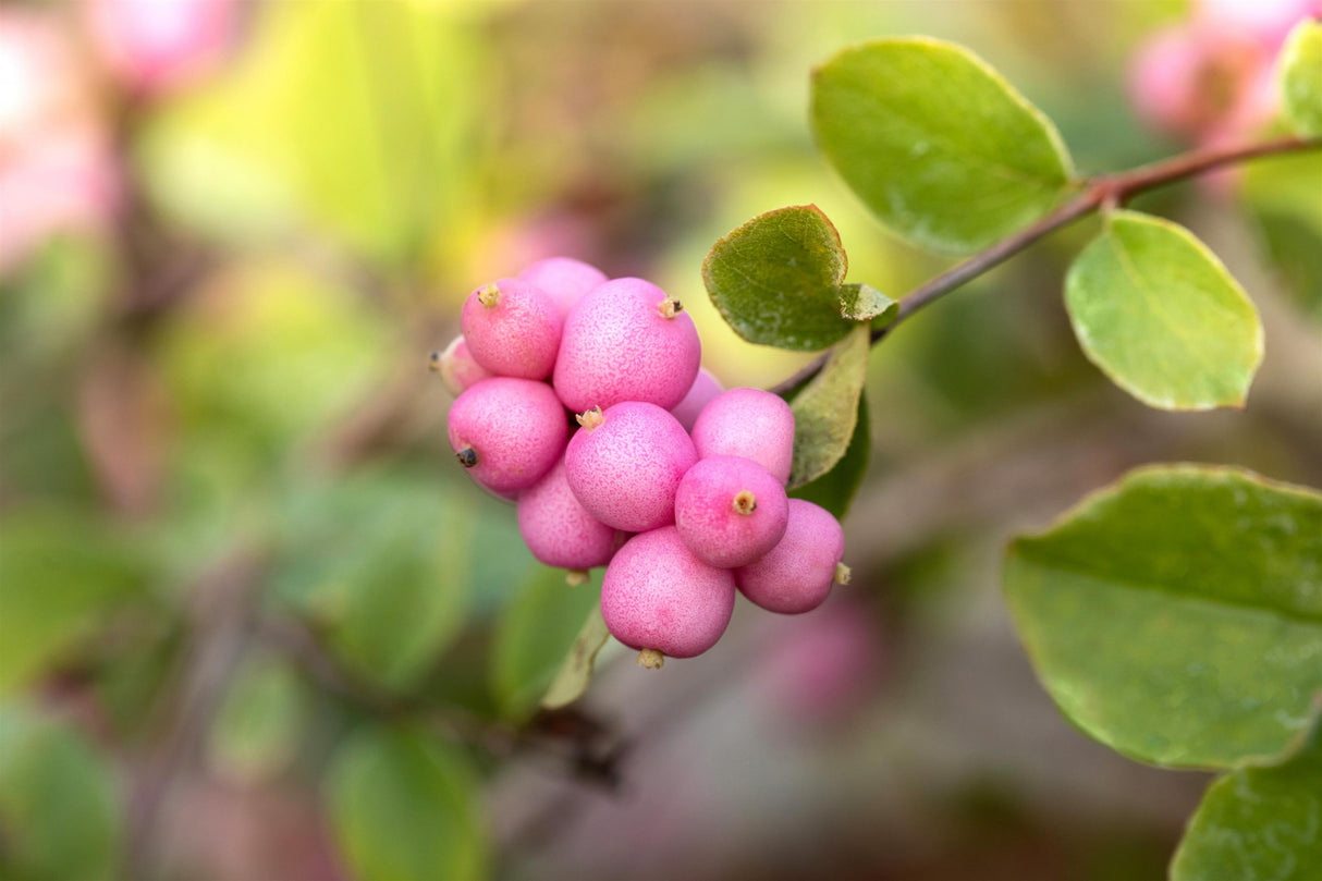 Symphoricarpos doorenbosii 'Hecona' mit Früchten, erhältlich von 40-60 bis 60-100 cm; Einsatz: ;;ab 13,70 Euro