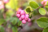 Symphoricarpos doorenbosii 'Hecona'; mit Früchten/Fruchtbehang; bietet Vögeln Schutz; Einsatzmöglichkeit z.B. : anspruchslose Pflanze; verfügbar in 2 Größen und Varianten;;ab 17,10 Euro