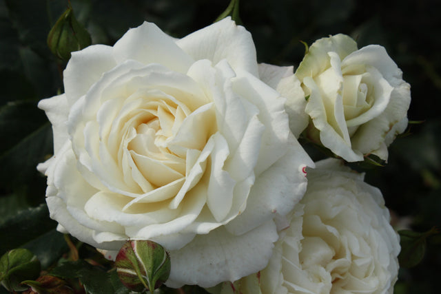 Rosa 'Alaska' KL mit Blüte; Einsatz: ;;ab 12,70 Euro