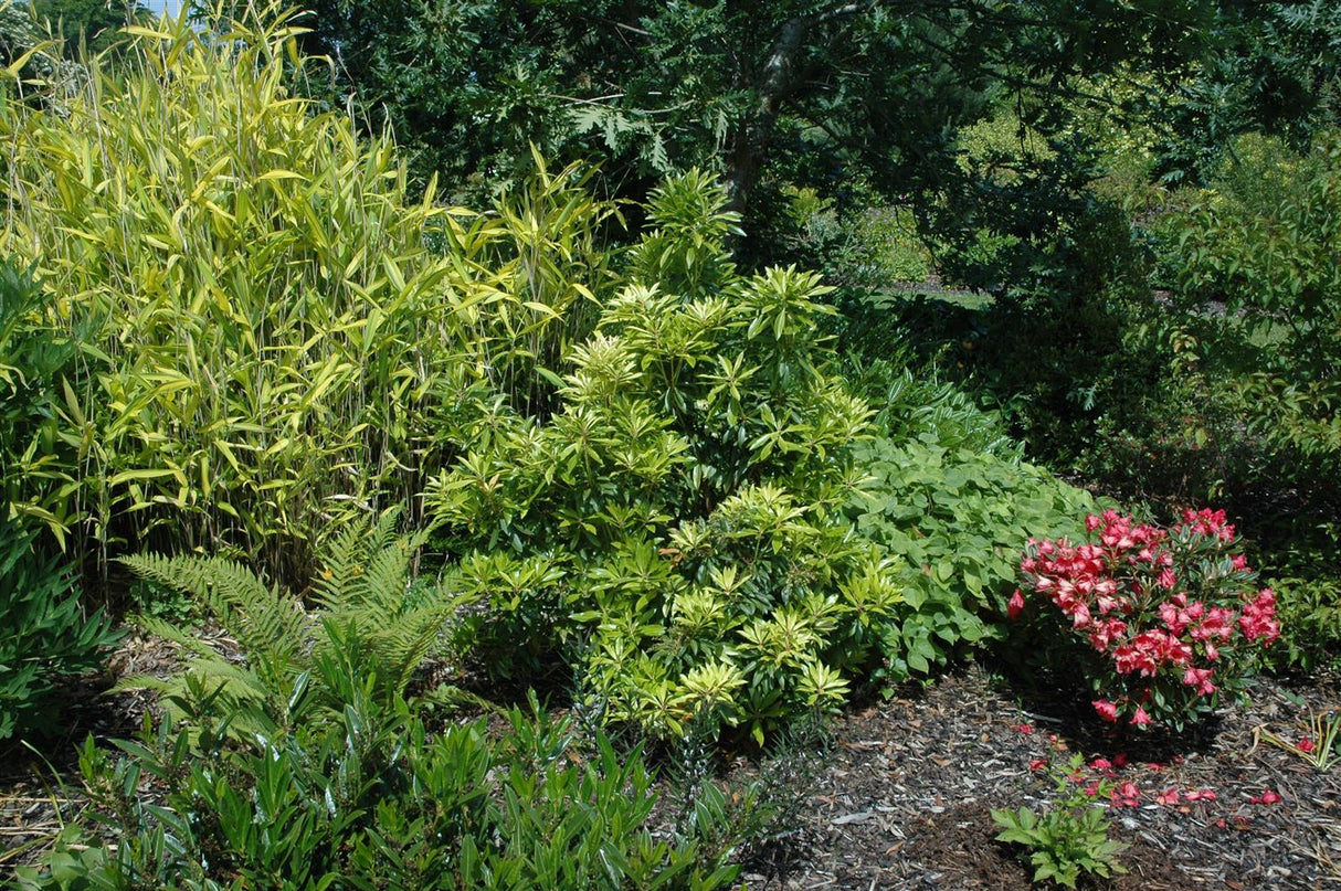 Pieris japonica yakushimanum als Pflanze im Beet, erhältlich von 20-25 bis 40-60 cm; Einsatz: ;;ab 17,40 Euro