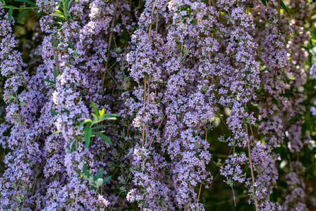 Buddleja alternifolia , erhältlich von 60-100 bis 125-150 cm;;ab 14,00 Euro