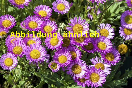 Genaues Foto für Erigeron x cult. 'Dunkelste Aller' folgt; dieses ähnliche Bild dienst der Illustration von Garten-Feinstrahl
