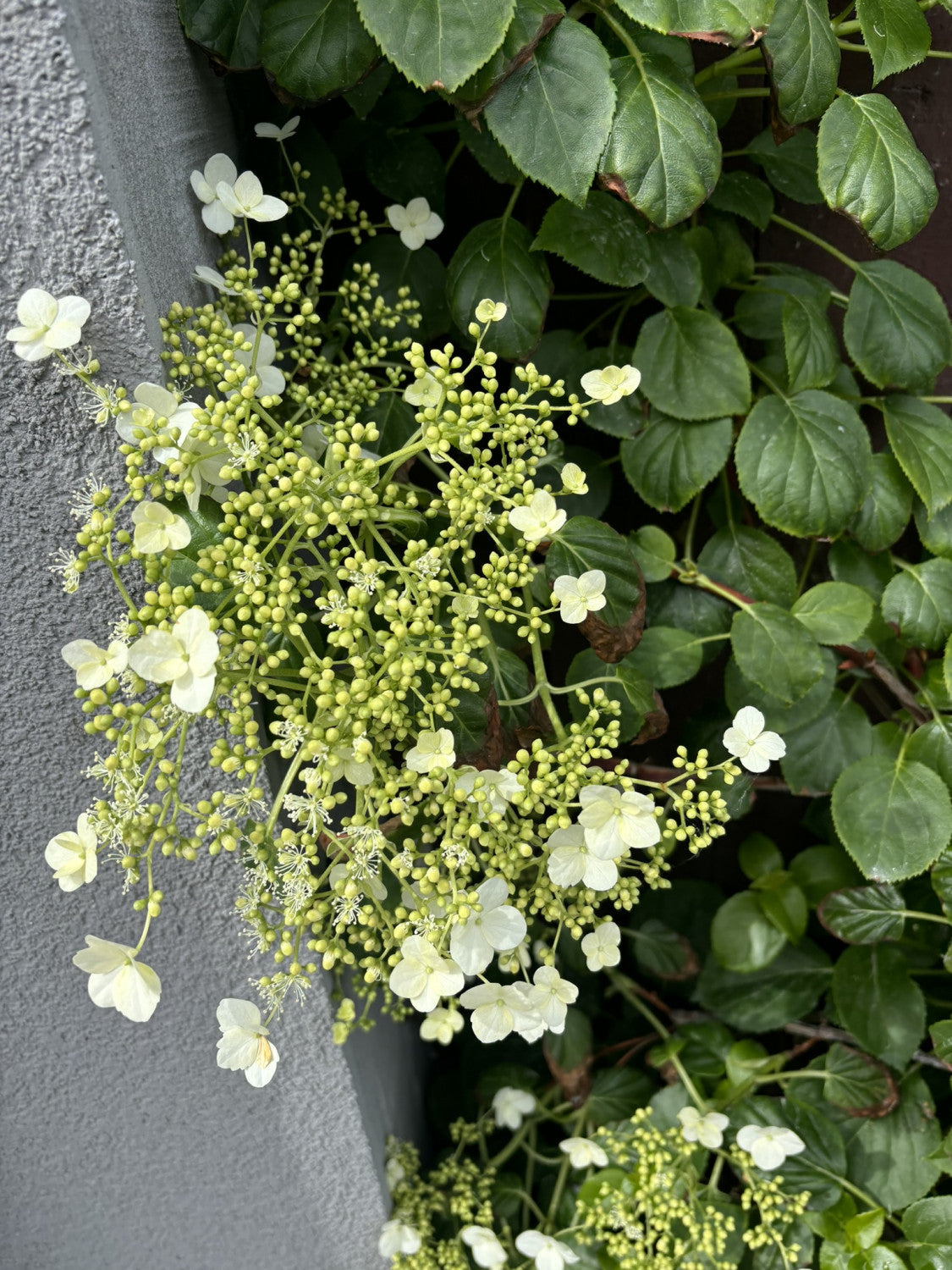 Schneeball-Hortensie mit Blüte, erhältlich als: ; Einsatz: Rankgerüstpflegeleicht;;günstig mit Qualität