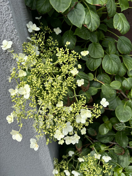 Schneeball-Hortensie mit Blüte, erhältlich als: ; Einsatz: Rankgerüstpflegeleicht;;günstig mit Qualität