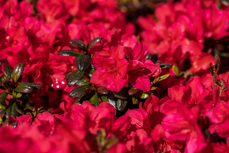 Rhododendron obt. 'Maruschka' mit Blüte, erhältlich von 20-25 bis 40-50 cm; Einsatz: ;;ab 15,90 Euro