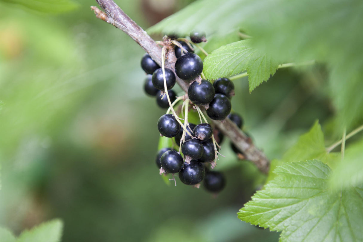 Ribes nigrum 'Bona' mit Früchten, erhältlich von 3- bis 80-90 cm; Einsatz: ;;ab 17,80 Euro