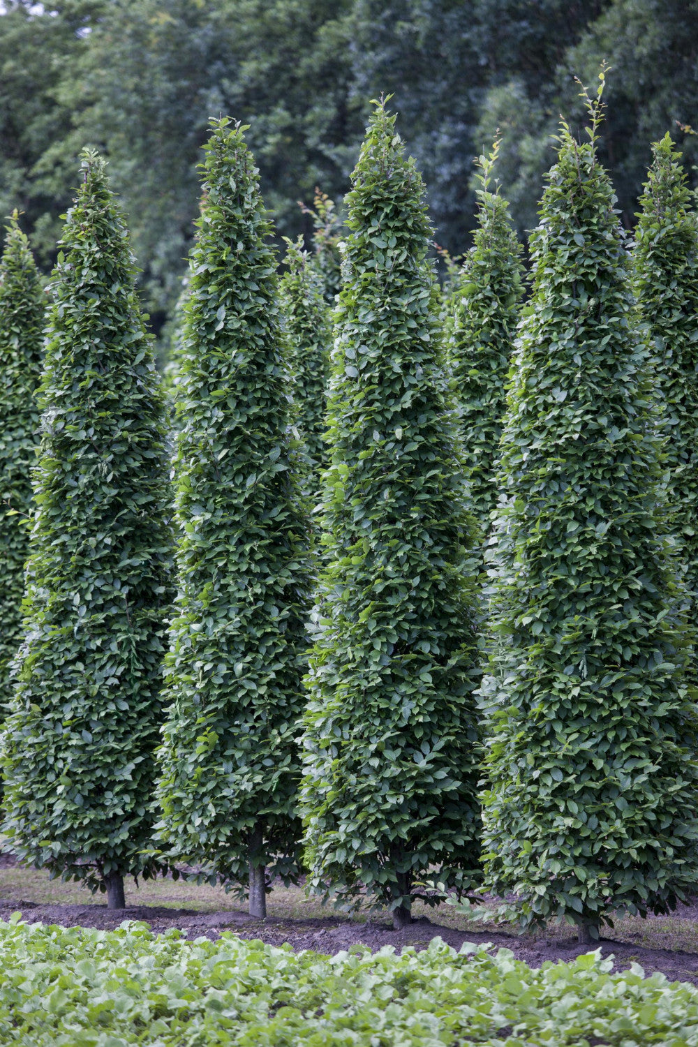 Carpinus betulus 'Fastigiata' , erhältlich von 270-330 bis 450-650 cm;;ab 491,00 Euro
