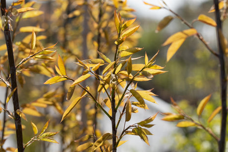 Amelanchier arborea 'Robin Hill' , erhältlich von 100-125 bis 450-650 cm;;ab 93,50 Euro